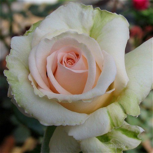 雪钻  月季花苗 日月重瓣浓香大花月季直立勤花阳台庭院盆栽花卉