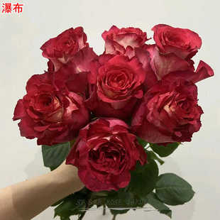 伊瓜苏/丰姿/瀑布 月季灌木大花高脚杯庭院阳台盆栽切花花卉