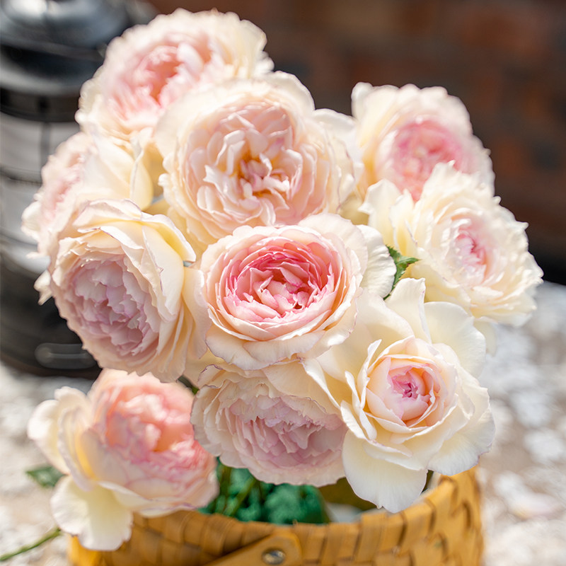 玉碗纱 月季花苗 灌木丰花 庭院阳台盆栽花卉植物,鲜花速递/花卉仿真/绿植园艺,月季/蔷薇/玫瑰,淘宝优惠券,粉丝福利购,淘宝优惠卷