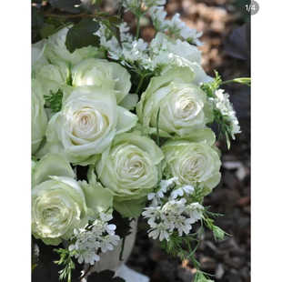 若菜 切花月季花卉浅绿色包子花期持久勤花盆栽阳台庭院抗病