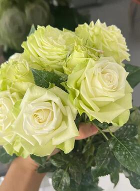 浪漫格林/绿色浪漫 月季花苗切花灌木大花勤花庭院阳台盆栽红花会