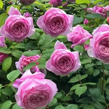 自由精神 藤本月季玫瑰庭院四季浓香抗病包子大花盆栽阳台花卉苗