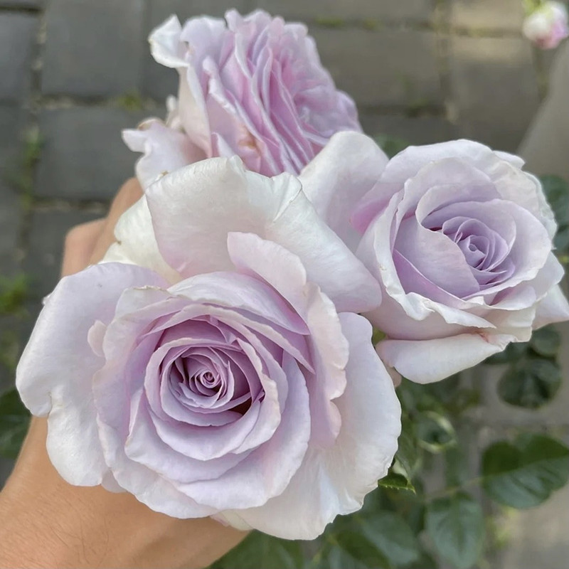 天然香水 月季花苗蓝紫色勤花中香切花玫瑰阳台庭院盆栽植物花卉