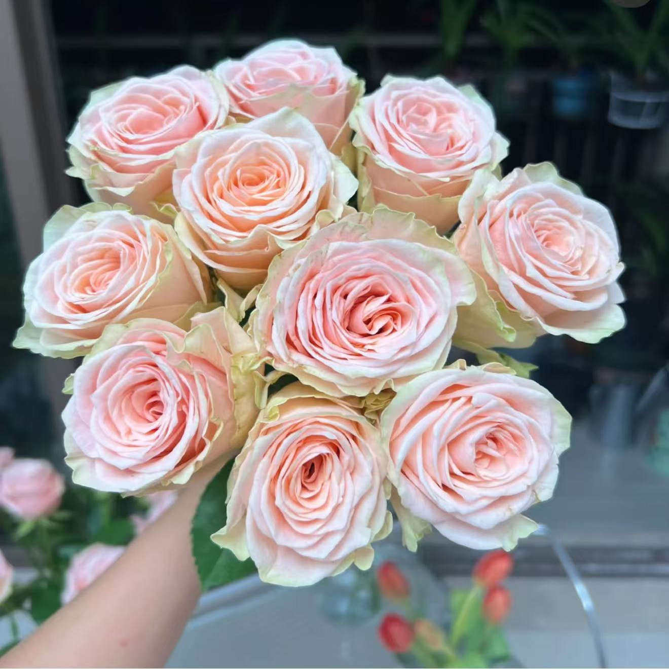 卡波迪蒙特 月季花苗灌木大花切花直立勤花庭院阳台盆栽花卉,鲜花速递/花卉仿真/绿植园艺,月季/蔷薇/玫瑰,淘宝优惠券,粉丝福利购,淘宝优惠卷