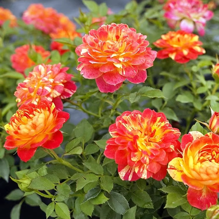 蜂蜜 月季玫瑰花苗 条纹微型灌木多头勤花 庭院阳台盆栽花卉