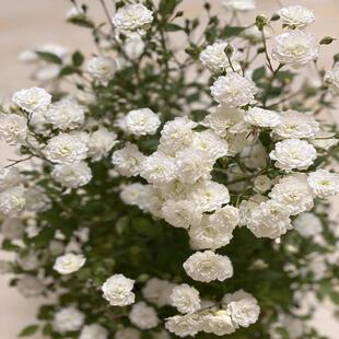 待雪草/雪月 超级微型月季花开不断花量大 阳台庭院花园盆栽