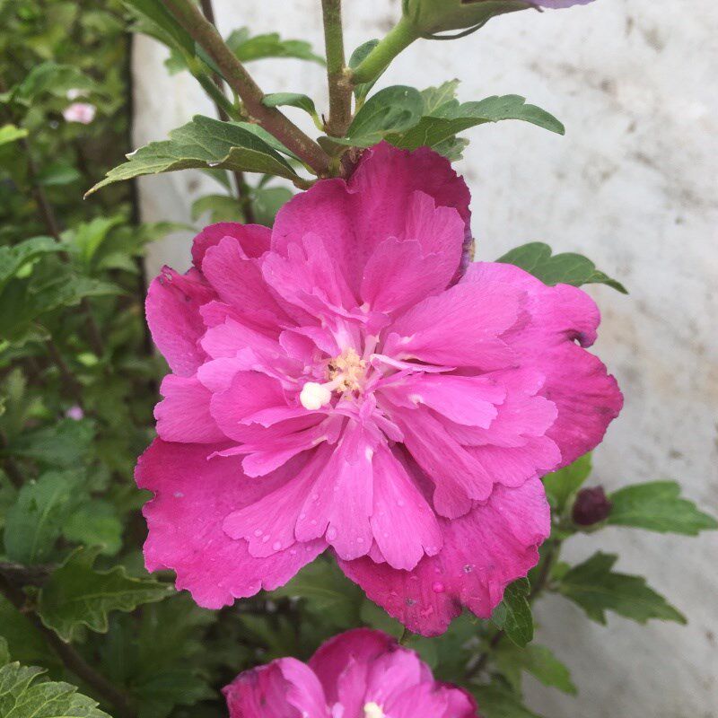 薄荷冰沙木槿花盆栽地栽庭院花卉植物红酒紫玉蓝莓冰沙中国雪纺苗,鲜花速递/花卉仿真/绿植园艺,时令草本花卉,淘宝优惠券,粉丝福利购,淘宝优惠卷
