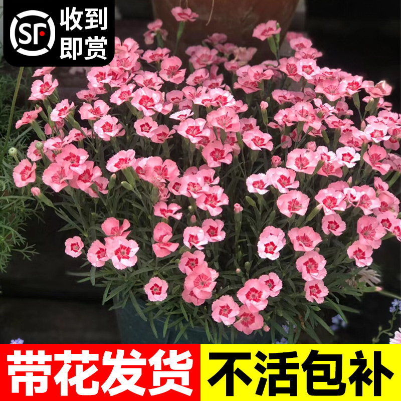 欧石竹花苗盆栽花卉植物室内外阳台庭院绿植耐寒耐冻四季开花不断