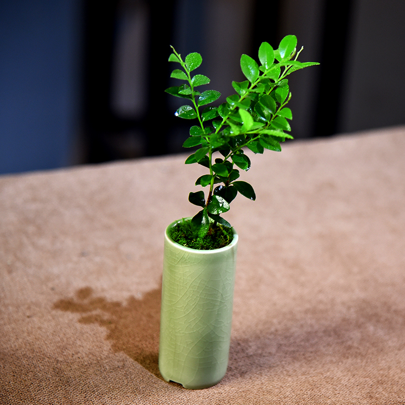 小叶紫檀盆栽原生树苗迷你小盆景观叶室内好养易活植物绿植盆栽