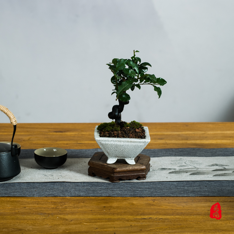 四川金撢子童子功造型盆景桌面绿植小品观果客厅办公室植物盆栽