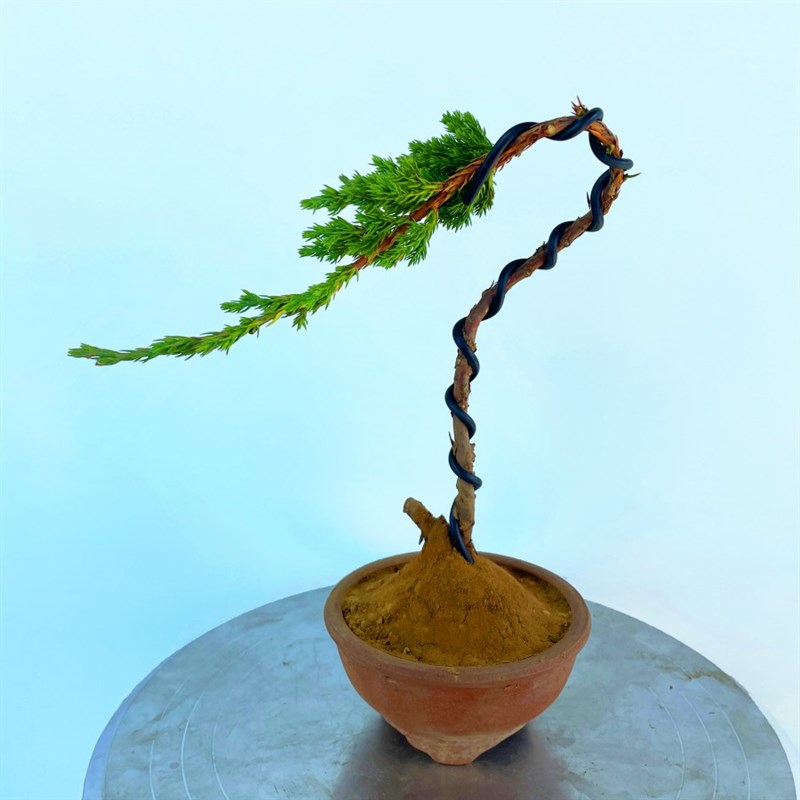 室内外庭院植物迎客松盆景真树盆栽耐寒耐热四季常青松柏造型盆景