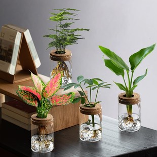 文竹水培植物盆栽办公室桌面绿植玻璃瓶摆件室内绿萝花卉懒人好养