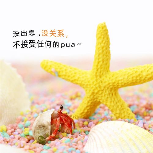 陌派寄居蟹新手饲养套装套餐~饲养盒积木缸办公桌面萌宠儿童礼物