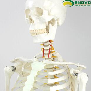 J101A-WQENOV架O颐诺17健0CM人体骨骼模型美术医用学脊柱弯曲瑜伽