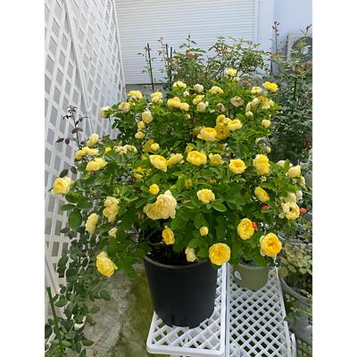 金丝雀月季大苗玫瑰花微月阳台欧月大花灌木盆栽带花庭院勤花浓香