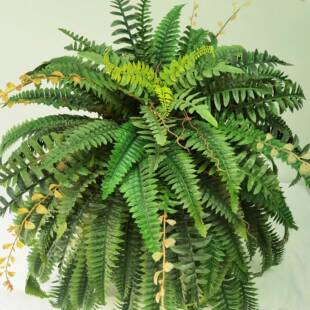 型大仿真蕨类植物盆栽波植斯草客厅室内饰绿人造尖尾波装916草假