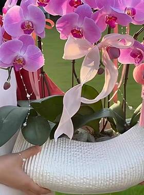 极花盆大惠兰蝴蝶兰款大口径简低盆植花物盆栽XEM盆景网红花器