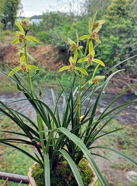 翁源花精品蕙丹红寒耐热兰好养浓香型花期长包活绿植兰花卉LKO耐