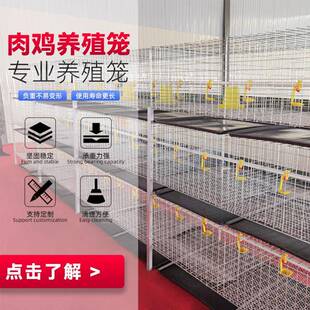 门三层两立体肉鸡笼清粪械养式鸡EKZ设备鸡笼子配件机层叠蛋鸡