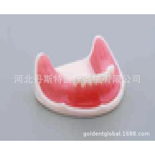 牙齿模型教学模型种植模型M2009