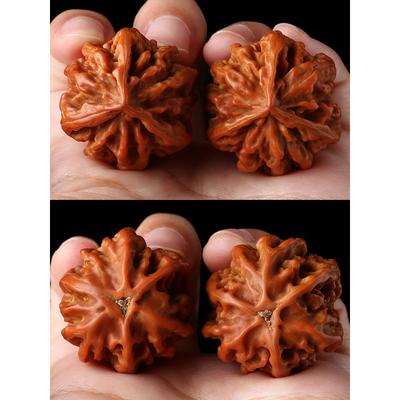 文湾核桃生三生角小秋子野异形手捻HVR三劲镇本核桃股手提柄片盘