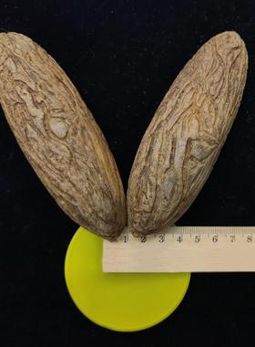 千眼菩子MKY手件 白把绿色原子籽原料胖大果精品 文提玩红果单颗