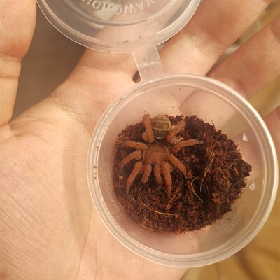 中华七纺蛛3-5CM无毒红色国产节板蜘蛛宠物新手学生入门爬虫油彩
