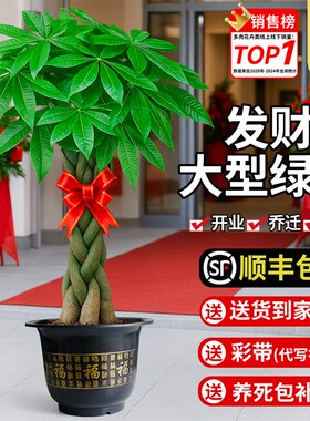 大型发财树客厅盆栽大棵绿植物室内乔迁新店开业摆件旺宅老桩盆景