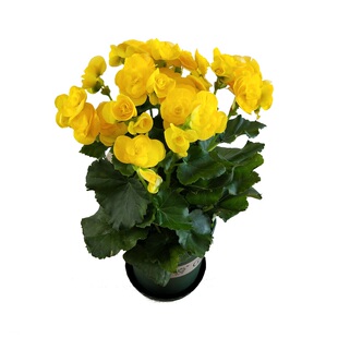 丽格海棠花盆栽室内阳台客厅四季开好养草本植物重瓣带花发货包邮