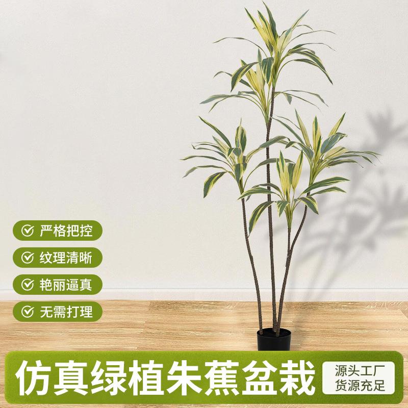 绿植物黄边端朱蕉铁树真橱朱蕉2202窗民宿客酒店铺厅大型落地装饰