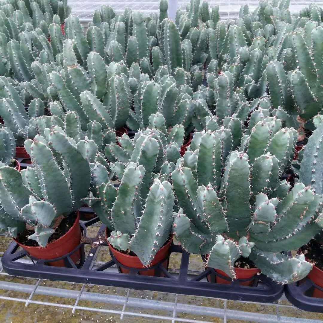 基地直销花卉绿植室外盆栽绿植净化空气居家绿植白角麒麟