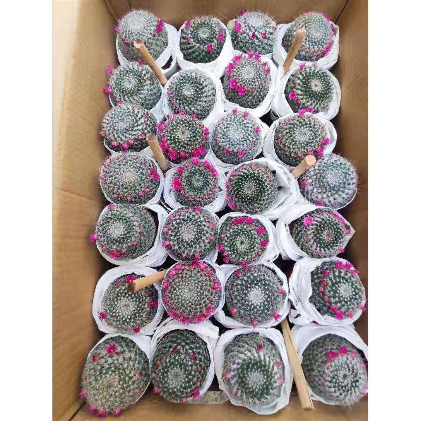 内植花卉玉翁绿仙植净化室物空气小盆栽人球玉翁,鲜花速递/花卉仿真/绿植园艺,多肉植物,淘宝优惠券,粉丝福利购,淘宝优惠卷