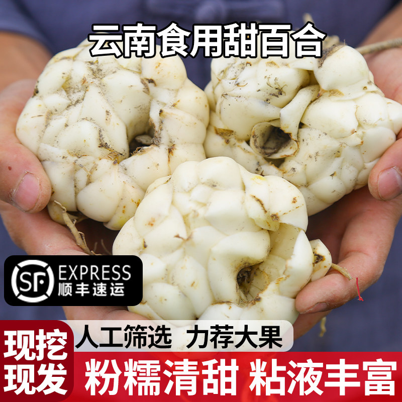 云南食用甜百合新鲜现挖粉糯清甜力荐大果农家直供非干货生食鲜甜