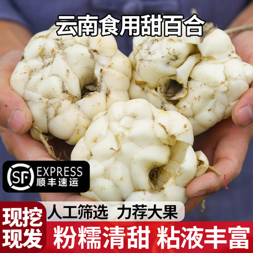 云南腾冲新鲜现挖粉糯甜百合