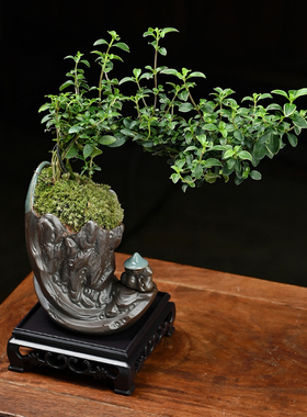 六月雪盆栽办公室桌面好养植物客厅室内摆件禅意盆景茶室黄杨绿植