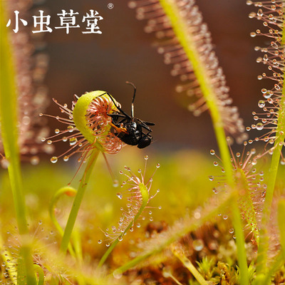 茅膏菜盆栽食虫植物勺叶巢型孔雀丝叶好望角锦地罗绒毛洛弗丽叉叶