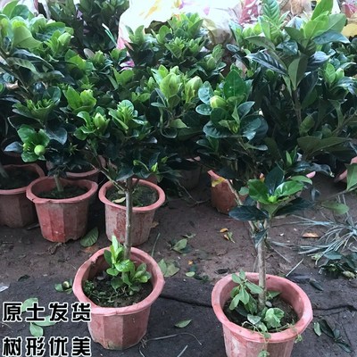 四季开花独杆栀子花盆栽棒棒糖花卉植物大花浓香型办公室阳台绿植