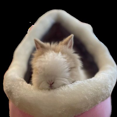 兔子活体网红宠物兔纯种猫猫兔垂耳兔侏儒兔英系德系安哥拉兔包邮