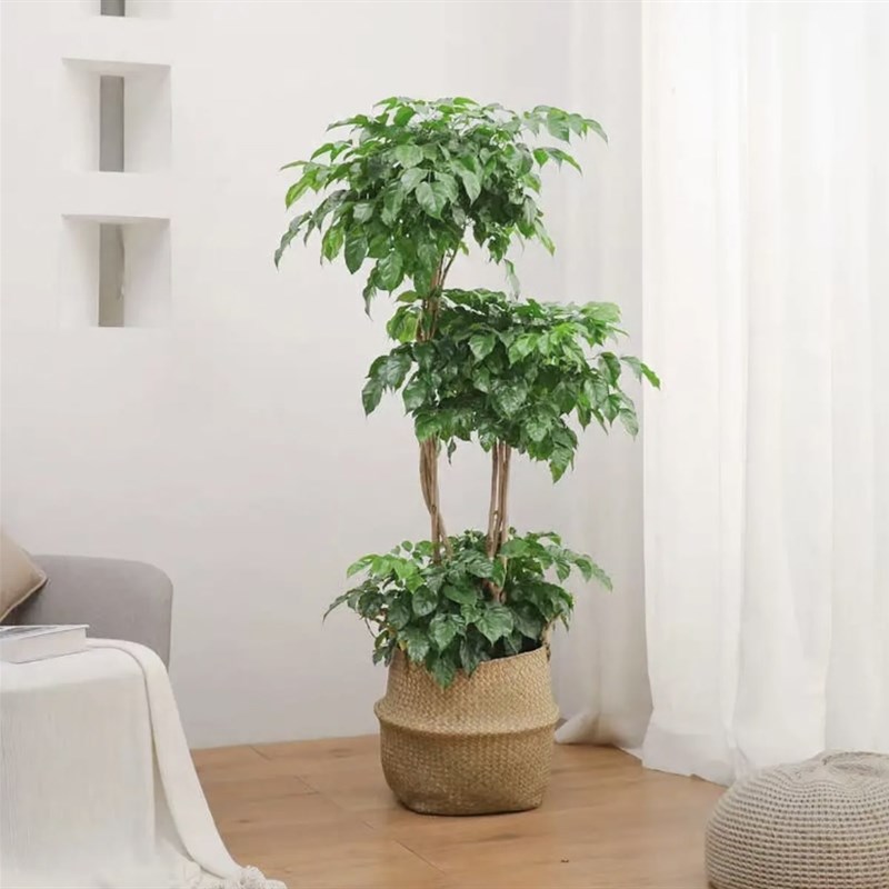 提根幸福树老桩绿宝四季常青精品造型盆景室内净化空气办公室绿植