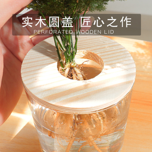 桌面绿植水培植物透明花盆玻璃瓶宿舍室内水养四季吉利红文竹盆栽