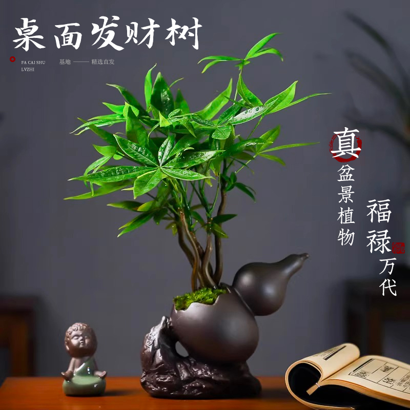 桌面小发财树盆栽室内植物花卉客厅好养绿植真盆景造景摆件迎客松