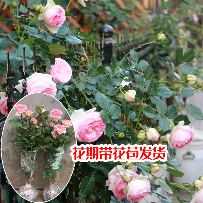 母系大苗大花粉色龙沙宝石爬藤月季遮阴美化四季开花