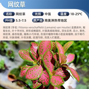 网纹草树叶白色网纹叶子有茎植物景观绿植室内鱼缸前景造景淡水草