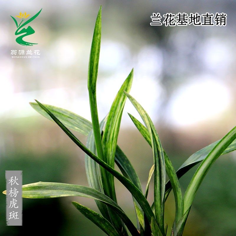 翁源兰花高端艺草秋榜虎斑带红花荷瓣香墨兰企黑高艺前程似锦盆栽,鲜花速递/花卉仿真/绿植园艺,国兰/杂交兰/洋兰类,淘宝优惠券,粉丝福利购,淘宝优惠卷