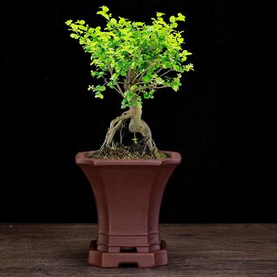 宜紫盆砂花盆方形盆景盆带底座园老庄绿植兴松柏文333竹黑松栽艺