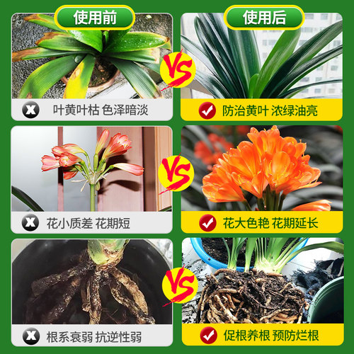 君子兰专用肥料营养液家用兰花养花有机肥料盆栽通用型促开花催花