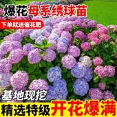 木zAZoQxQo绣球盆栽花苗懒好养无尽阳台庭院花手鞠树四季 苗开花绿