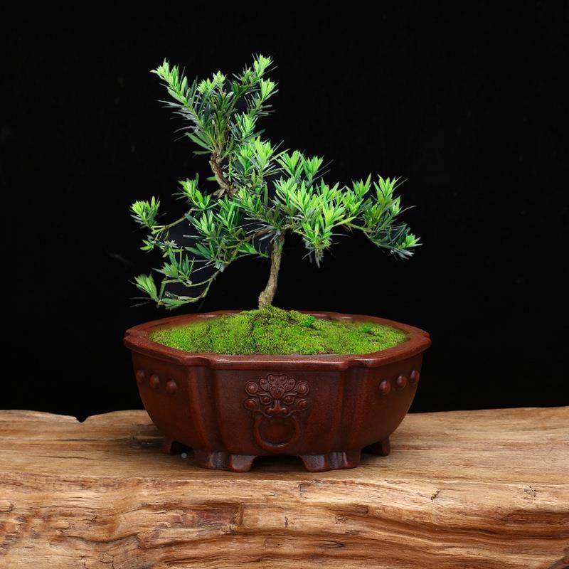 砂花盆精QAZX品仿古约花简器四方面桌花卉紫绿植多肉菖蒲盆景盆价,家居饰品,花盆,淘宝优惠券,粉丝福利购,淘宝优惠卷