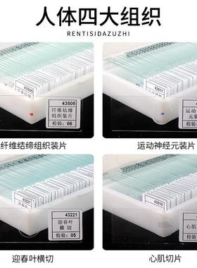 4350体7人涂片人血切片人四大组织生物实验切片显血微NTW镜套切片