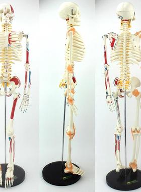 N肉VO颐诺85CM可弯曲人E体骨骼肌O肉模型有肌起止点958韧带